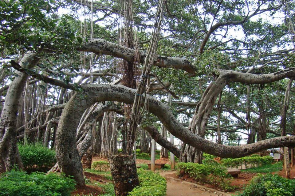 dodda-alada-mara-bangalore-photo-gallery-bangalore-tourism-cr-ayushchh-02